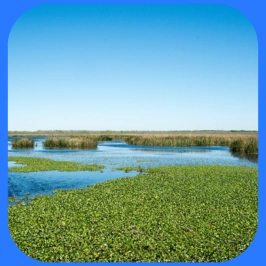 Brazos Bend State Park