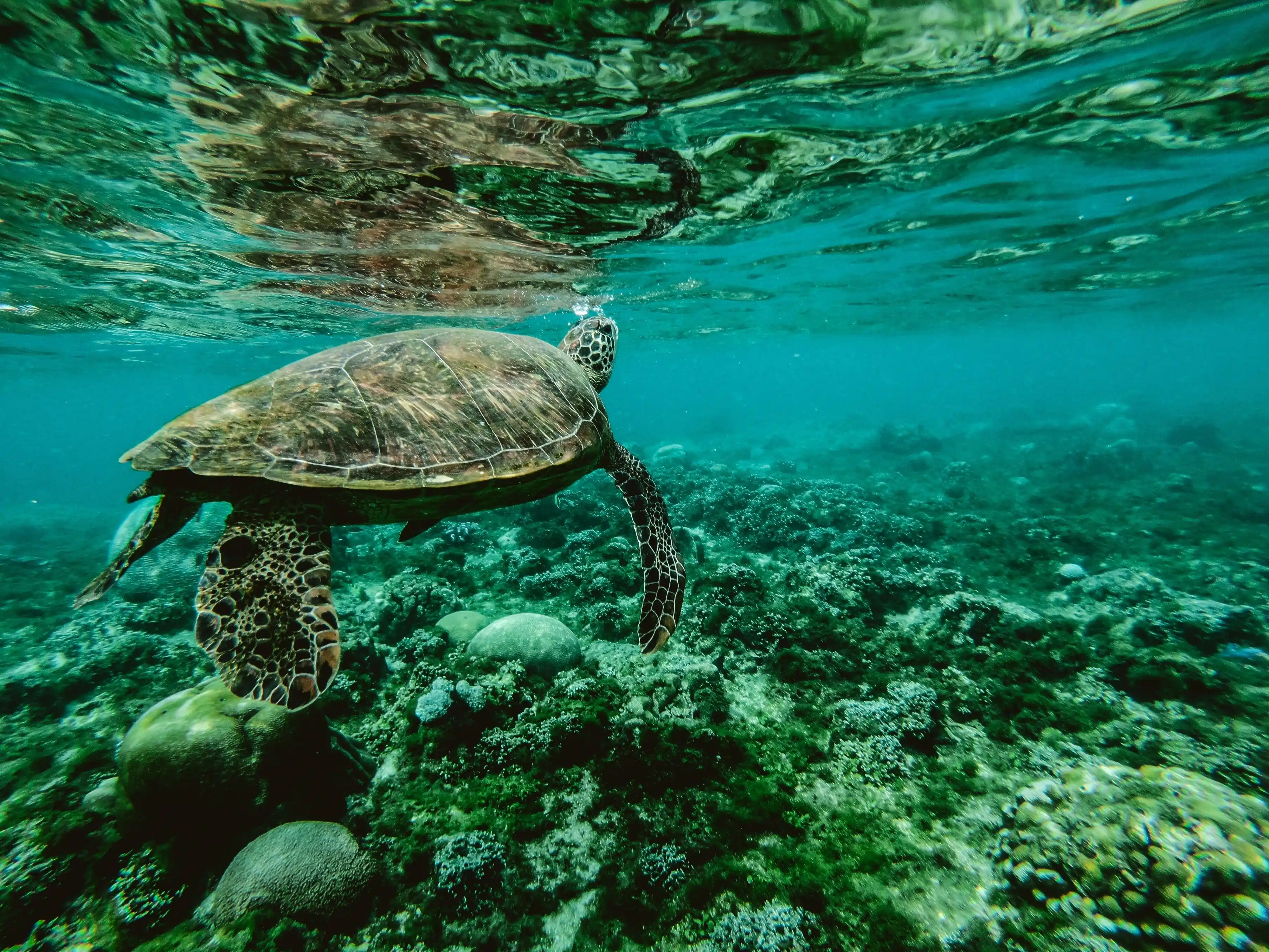 sea turtle honolulu