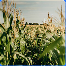 ohio cornfield