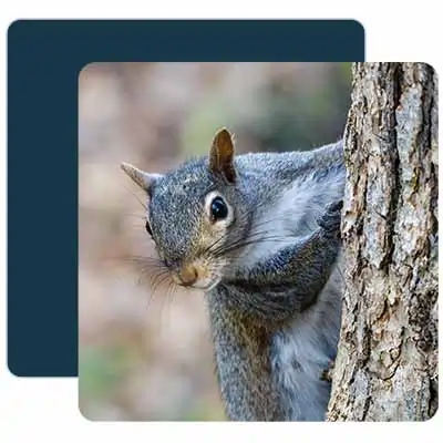 eastern grey squirrel