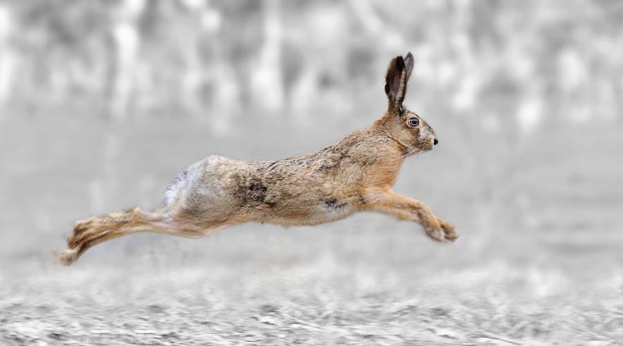 rabbit jumping